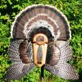 wing and tail mount